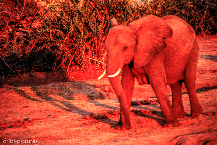 *Elefant im letzten Licht*<br><br><br><br>