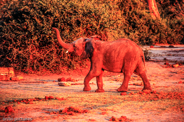 *Elefant*<br><br><br><br>