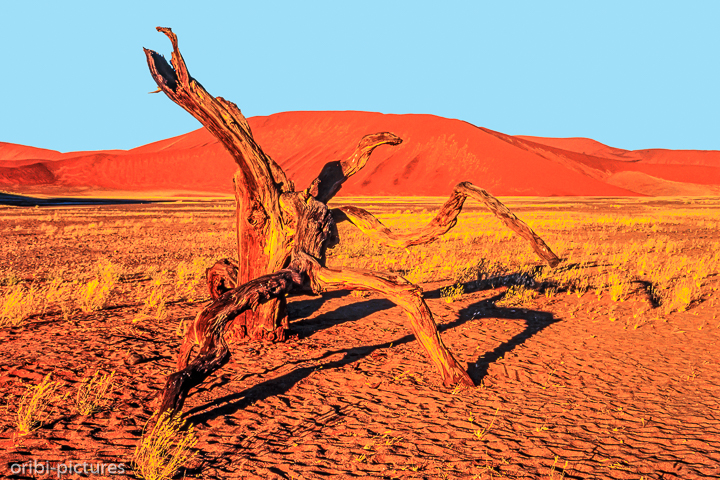 *Namibi-Wüste*<br><br><br><br>