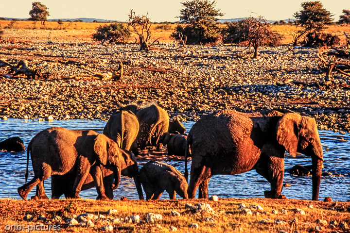*Elefanten in Etosha*<br><br><br><br>