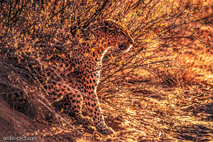 *Leopard*<br><br><br><br>