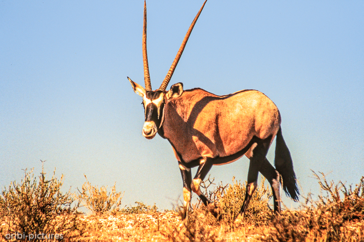 *Gemsbok*<br><br><br><br>