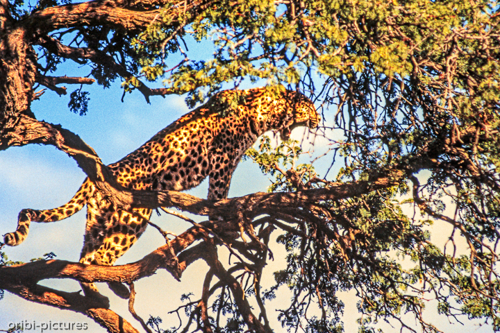 *Leopard*<br><br><br><br>