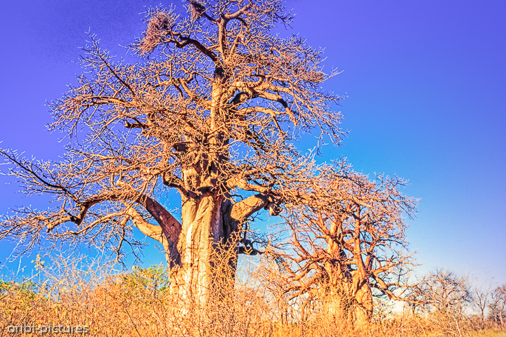 *Baobabs*<br><br><br><br>