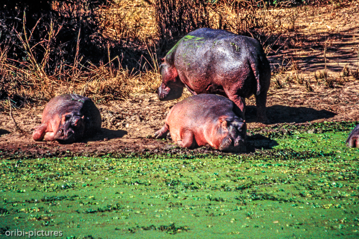 *Hippos*<br><br><br><br>