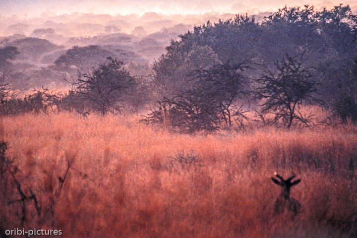 *Morgennebel*<br><br><br><br>