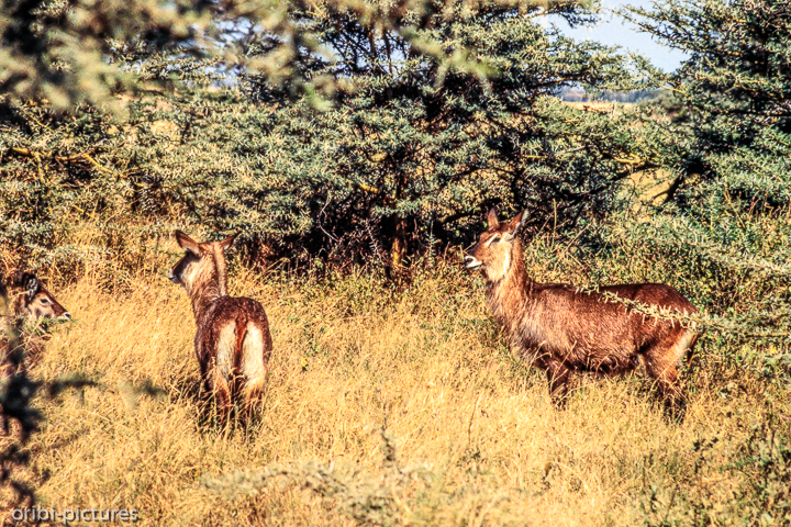 *Erste Tiere*<br><br><br><br>