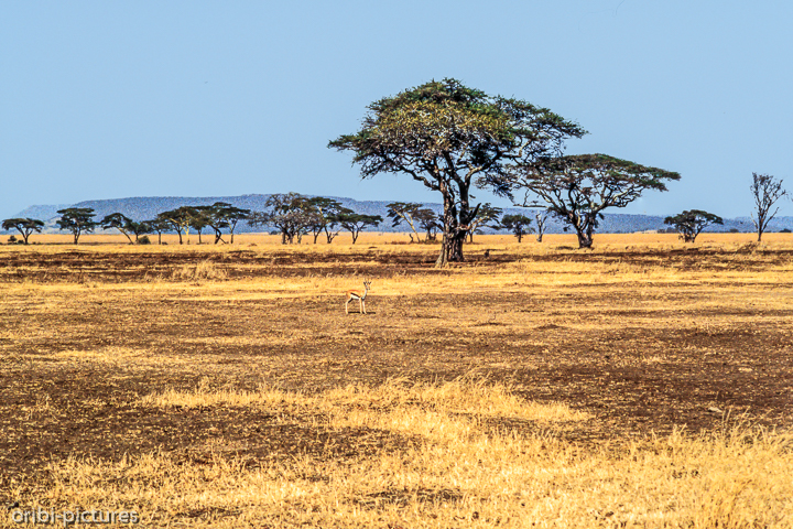 *Afrikanische Farben*<br><br><br><br>