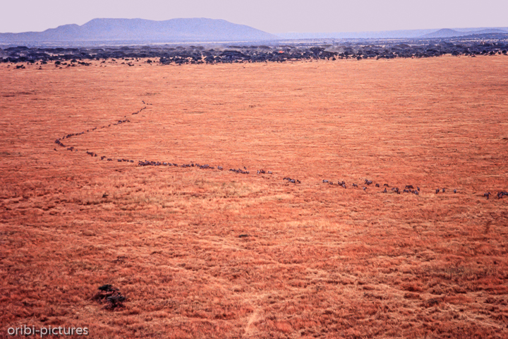 *Great Migration von oben*<br><br><br><br>