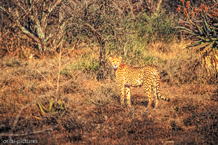 *Gepard*<br><br><br><br>