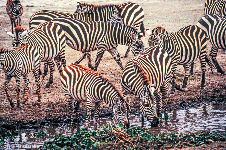 *Zebras*<br><br><br><br>