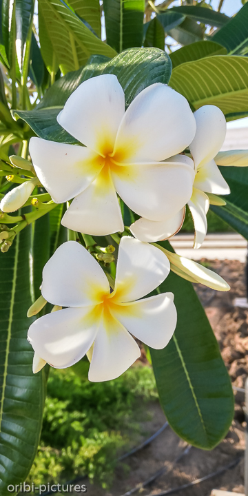 *Frangipani*<br><br>Lieblingsblüte<br><br>