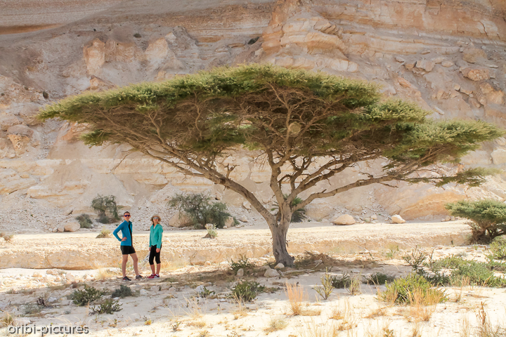 *Tiefer hinein in den Canyon*<br><br>Dorthin, wo kein Jeep mehr hinkommt, wandern wir noch einige Kilometer tiefer ins Wadi Ash Shuwaymiyyah.<br><br>