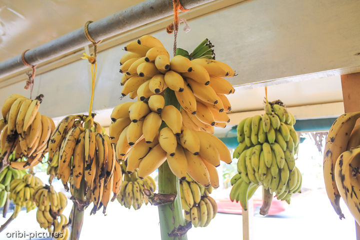 *Tropische Früchte in Salalah - der Obstgarten vom Oman*<br><br><br><br>