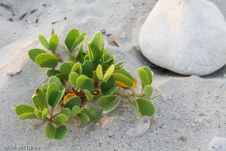 *Camping und Rastplatz am Strand von Mughsayl*<br><br><br><br>