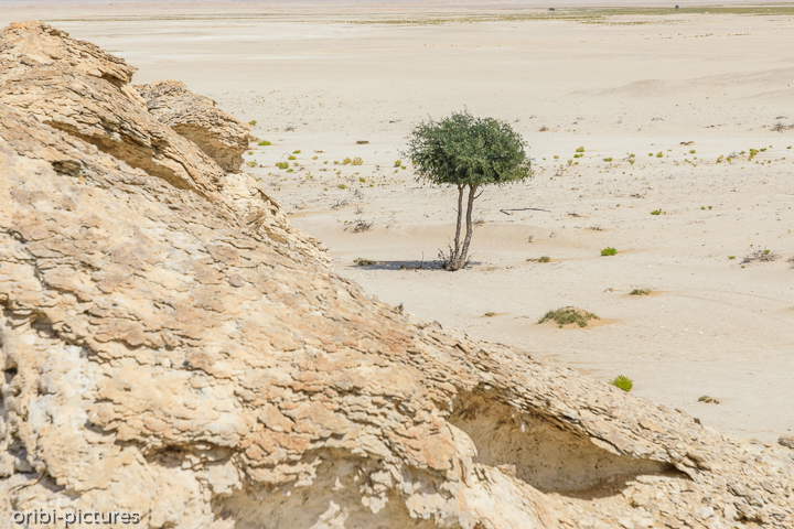 *White Canyon of Oman*<br><br>Eigentlich noch ein Geheimtipp östlich der A31 auf Höhe von Qarn Al Alam.<br><br>