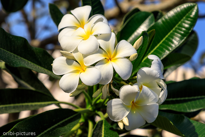 *Frangipani*<br><br>Lieblingsblüte<br><br>