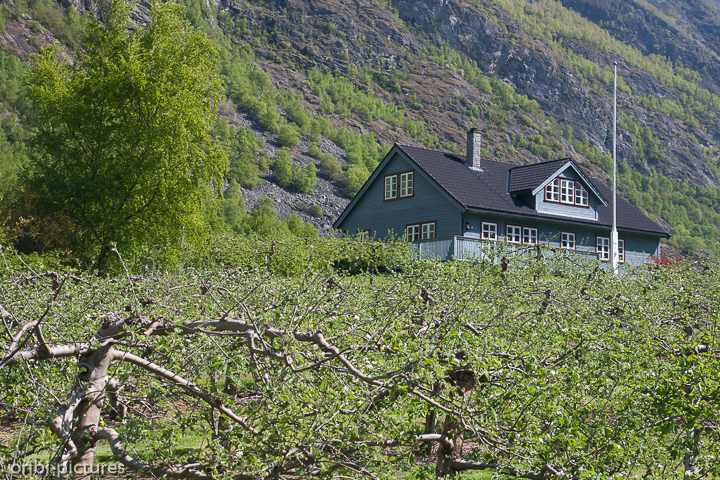 *Apfelplantage*<br><br>Obstplantagen zwischen Laerdal und Hardangerfjord erinnern eher an Südtirol, als an Norwegen.<br><br>