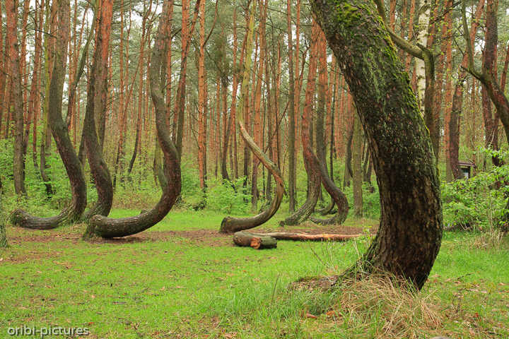 *Krummer Wald*<br><br>Der Krzywy Las (polnisch für: „Krummer Wald“ oder „Schiefer Wald“) ist ein Waldgebiet in Polen.<br><br>