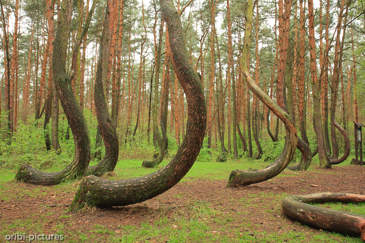 *Krummer Wald*<br><br>Der Krzywy Las (polnisch für: „Krummer Wald“ oder „Schiefer Wald“) ist ein Waldgebiet in Polen.<br><br>