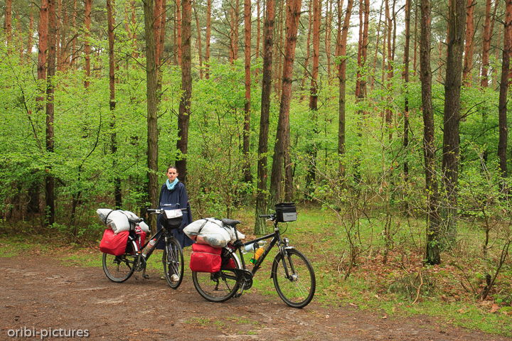 *Krummer Wald*<br><br>Der Krzywy Las (polnisch für: „Krummer Wald“ oder „Schiefer Wald“) ist ein Waldgebiet in Polen.<br><br>