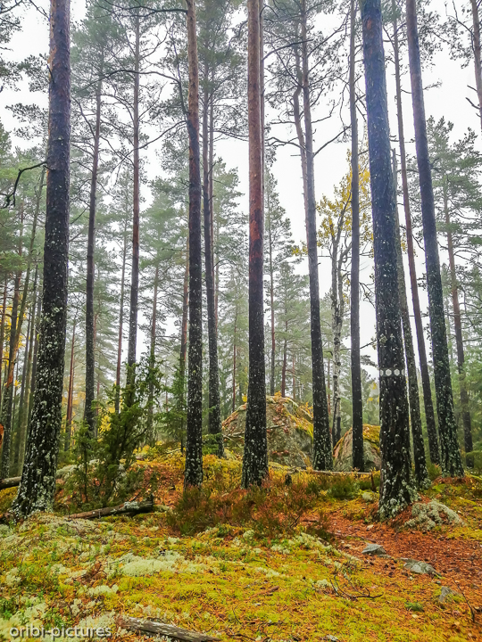 *Tivedens Nationalpark*<br><br><br><br>