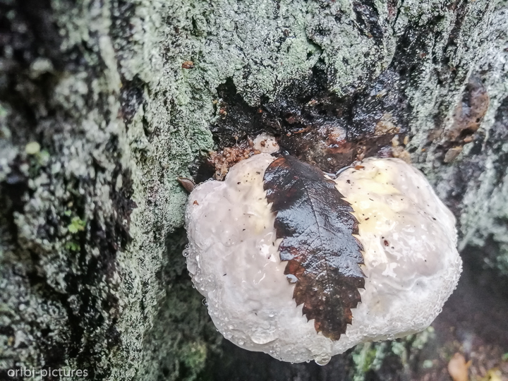 *Südschweden und Umgebung von Stockholm, 2019*<br><br><br><br>