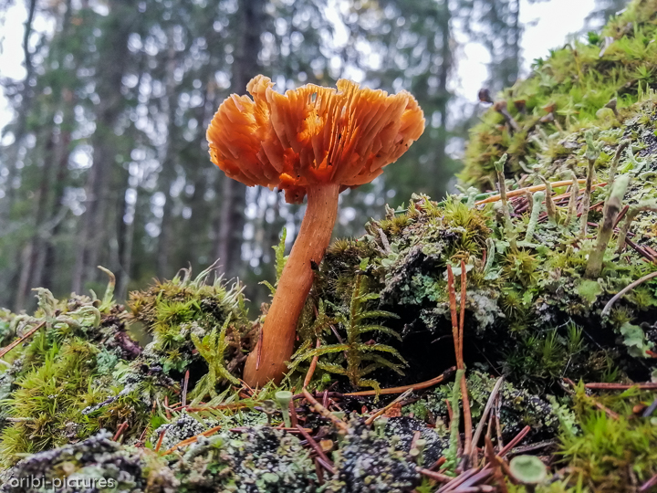 *Südschweden und Umgebung von Stockholm, 2019*<br><br><br><br>