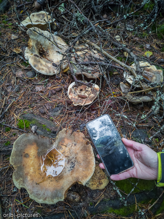 *Südschweden und Umgebung von Stockholm, 2019*<br><br><br><br>