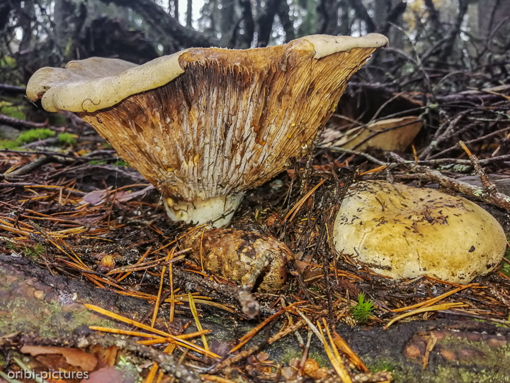 *Südschweden und Umgebung von Stockholm, 2019*<br><br><br><br>