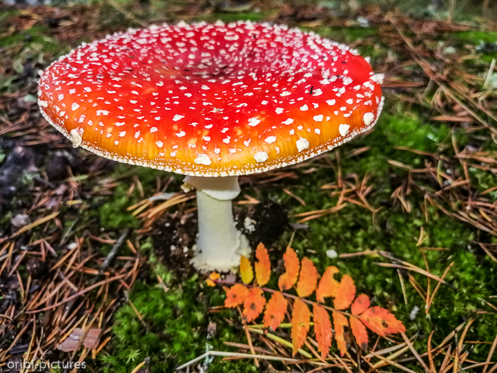 *Südschweden und Umgebung von Stockholm, 2019*<br><br><br><br>