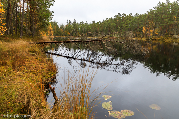 *Norra Kvills Nationalpark*<br><br><br><br>