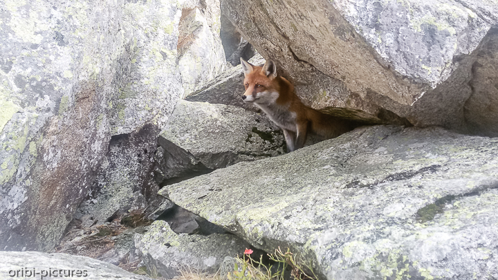 *Fuchsbau*<br><br>Die Felsen bieten genügend Höhlen zum Aufziehen der Kleinen.<br><br>