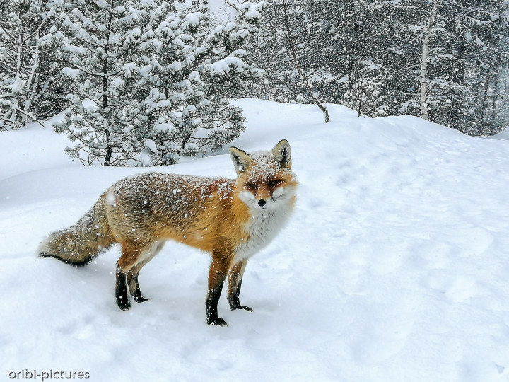 *Fuchs*<br><br>weiß gepudert<br><br>