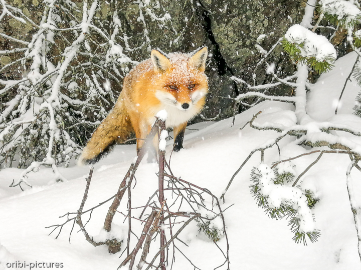 *Rotfuchs*<br><br>Hohe Tatra<br><br>