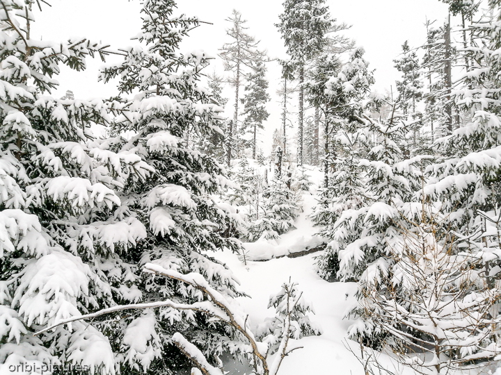 *Winterwald*<br><br>Nach einer Schnee-Nacht<br><br>