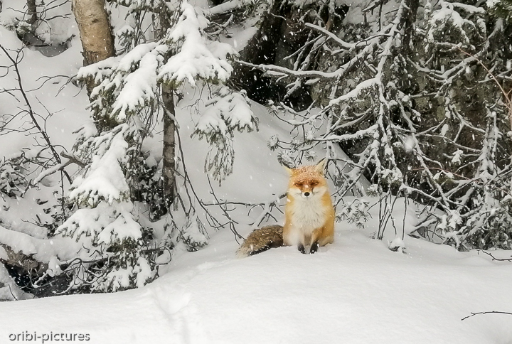 *Deckung suchen*<br><br>in der waldigen Landschaft der Hohen Tatra findet der Fuchs immer Deckung.<br><br>