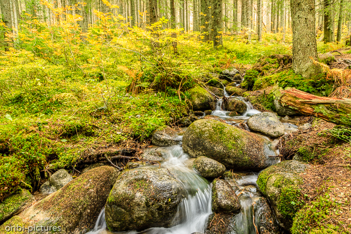 *Wildbach*<br><br>im Wald<br><br>